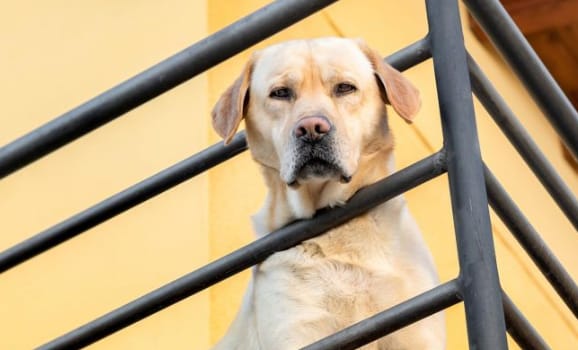 Un perro no es una maceta