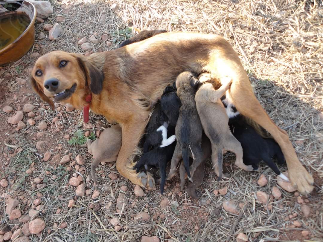 ABADA, 2012 – 2022: causalidad y sincronicidad. 10 años de lucha organizada de la Abogacía contra el maltrato animal – Abogacía Española ABADA, 2012 – 2022: causalidad y sincronicidad. 10 años de lucha organizada de la Abogacía contra el maltrato animal – Abogacía Española