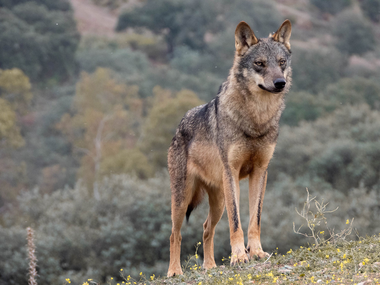 El lobo, de animal “dañino” a animal “protegido”