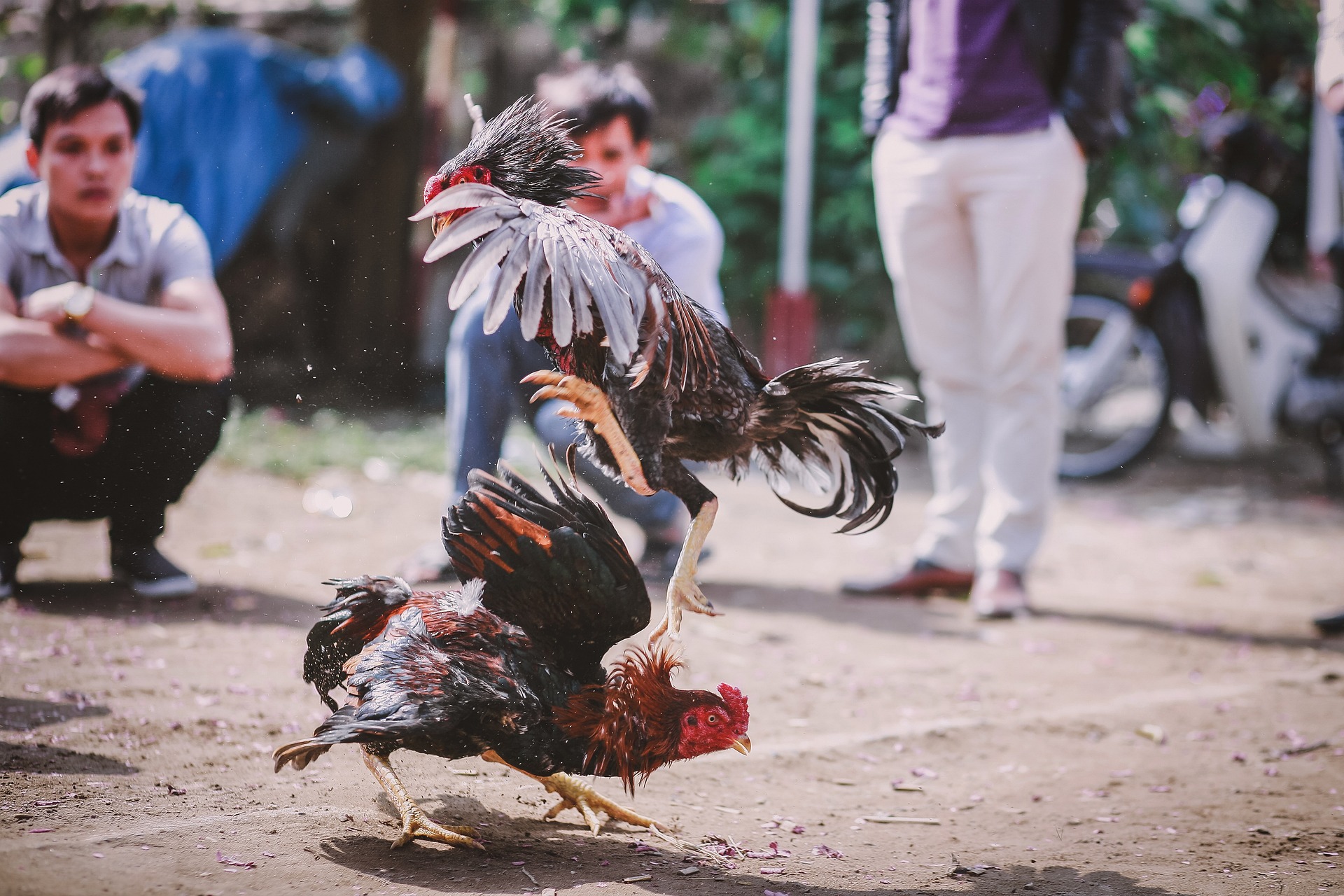 Peleas de gallos: legalidad de un maltrato “tradicional”