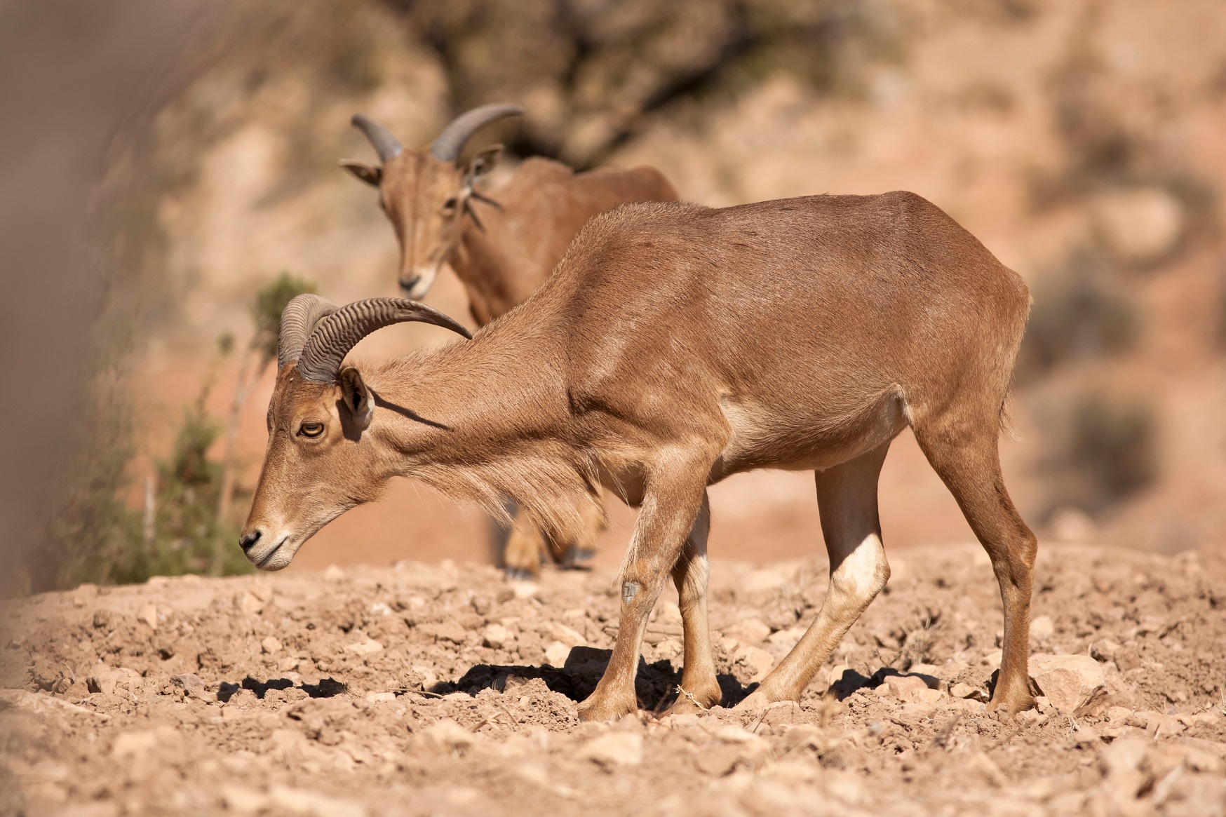 Situación legal del arruí en el Estado español, ¿especie invasora o cinegética?