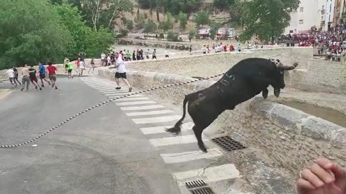 “Bous al carrer”: maltrato animal institucionalizado por mera diversión, bajo el cuestionable paraguas de la “tradición” y la cultura