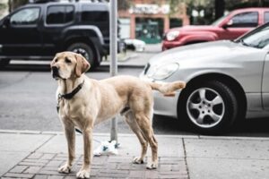 Medidas restrictivas de la Ley de Bienestar Animal para evitar el maltrato