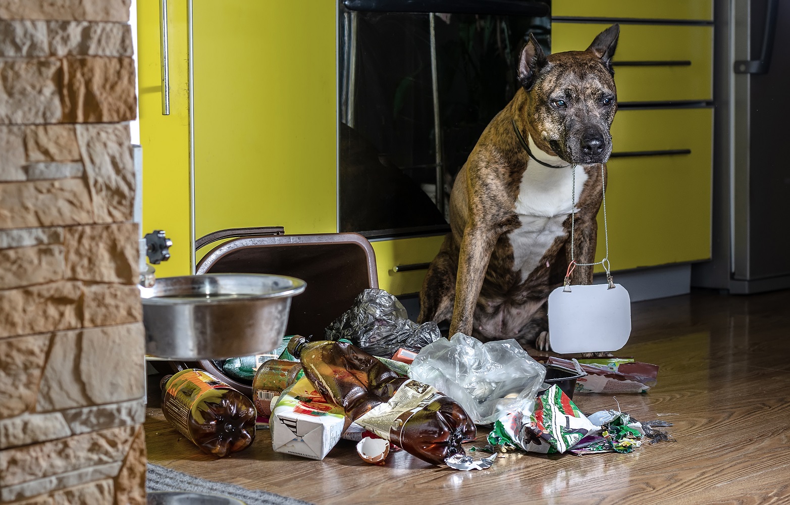 El síndrome de Noé, el almacenaje de animales en malas condiciones: problema social y de salud pública