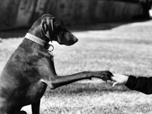 Maltrato psíquico a los perros: Visión jurídica y científica con especial mención a la prueba pericial cinológica