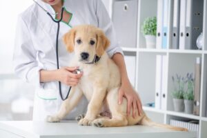 Una veterinaria logra que la justicia le reconozca el derecho a una prestación por riesgo durante la lactancia