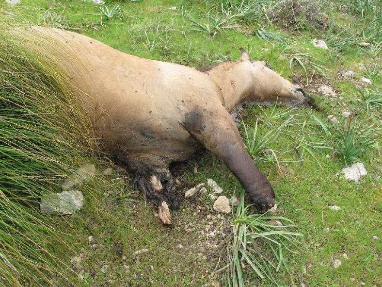 Maltrato animal grave, ¿quo vadis, justicia penal?