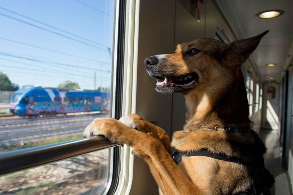 perro en tren
