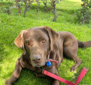 Luca